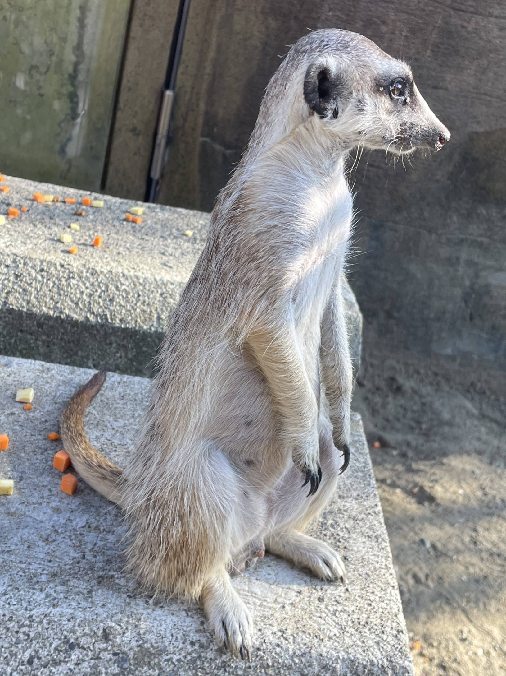 モミジ 見張り中