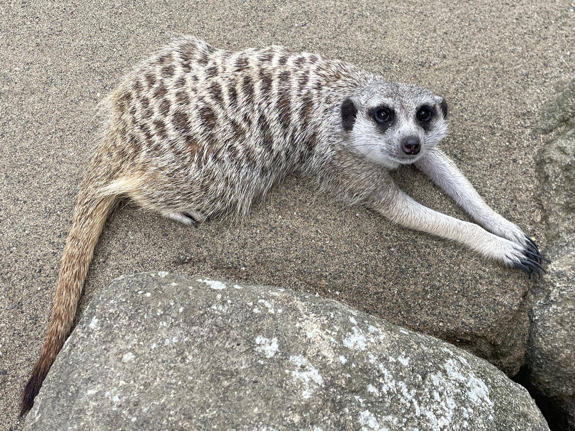 マモル リラックス