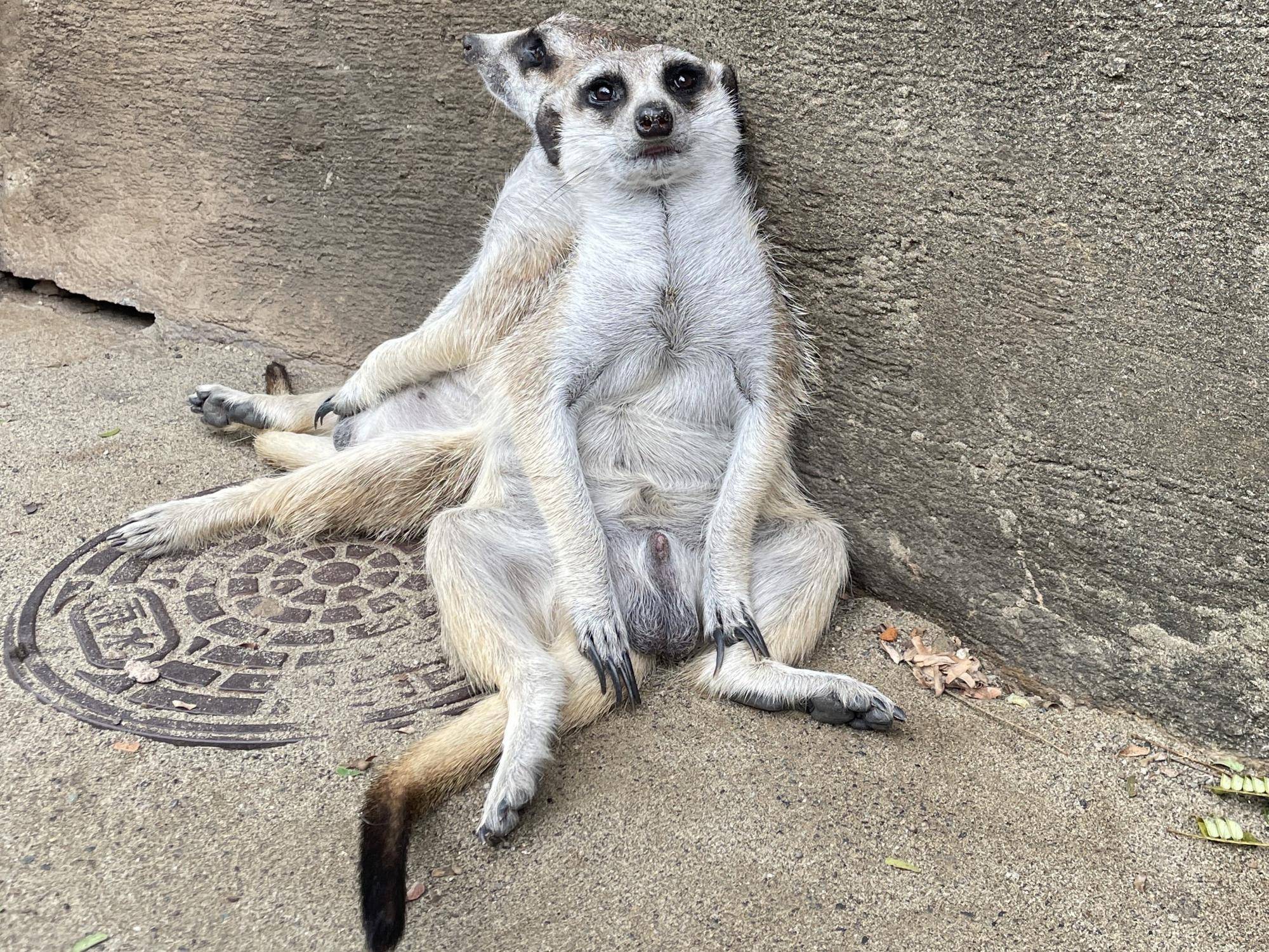 リツ おちょぼ口風