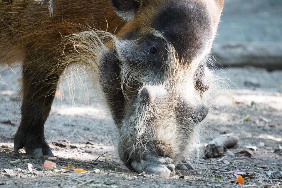 アカカワイノシシを推したい 飼育日誌 よこはま動物園ズーラシア公式サイト 公益財団法人 横浜市緑の協会