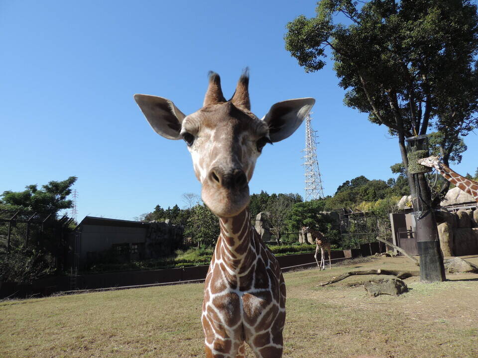 キリンのエミリーの展示について アフリカのサバンナ ズーラシア よこはま動物園ズーラシア公式サイト 公益財団法人 横浜市緑の協会