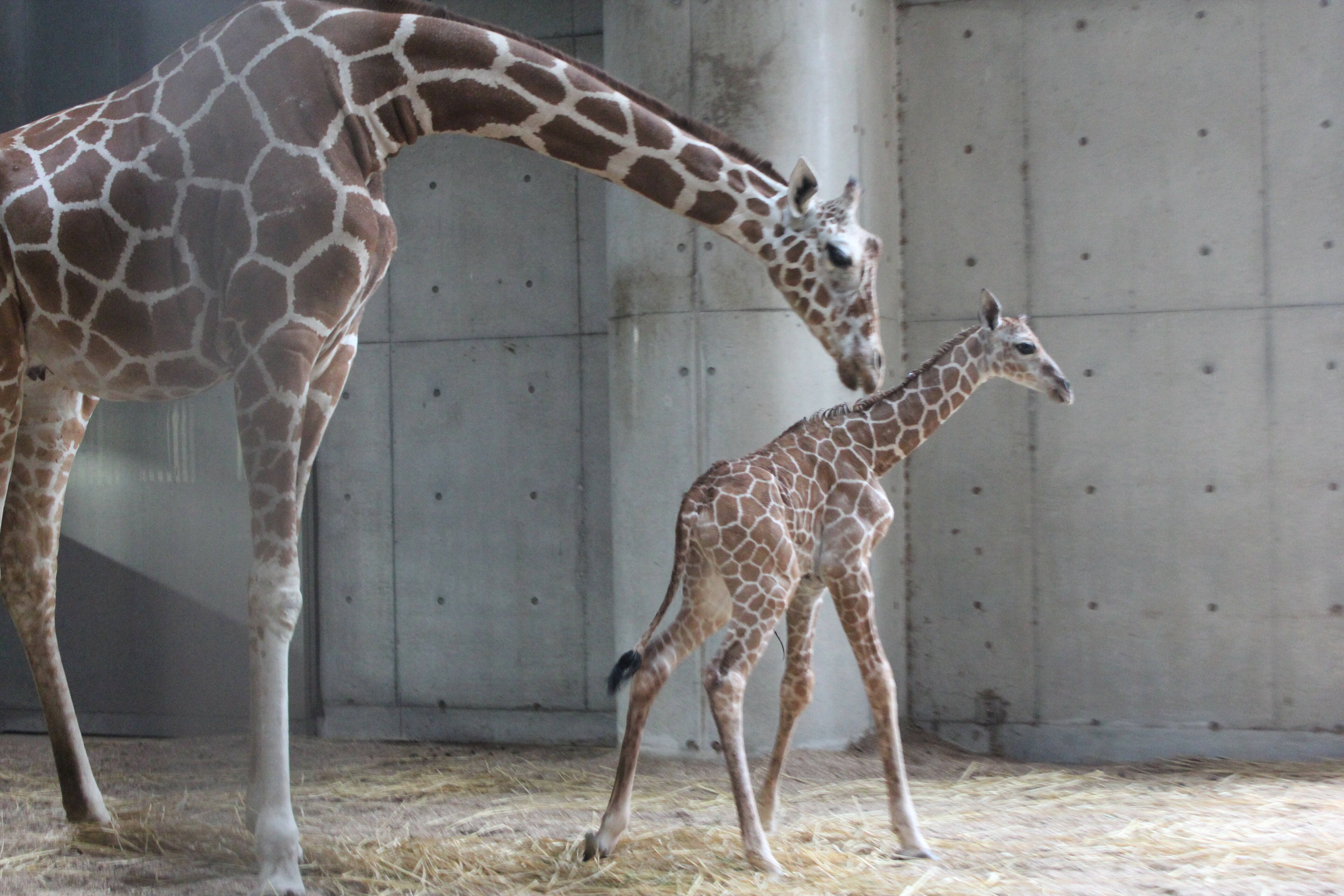 祝 キリン誕生 アフリカのサバンナ ズーラシア よこはま動物園ズーラシア公式サイト 公益財団法人 横浜市緑の協会