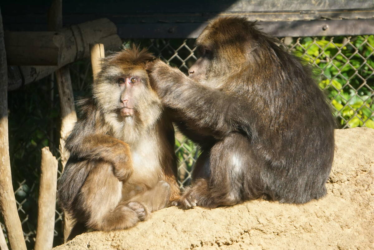 チベットモンキー 中央アジアの高地 動物紹介 よこはま動物園ズーラシア公式サイト 公益財団法人 横浜市緑の協会