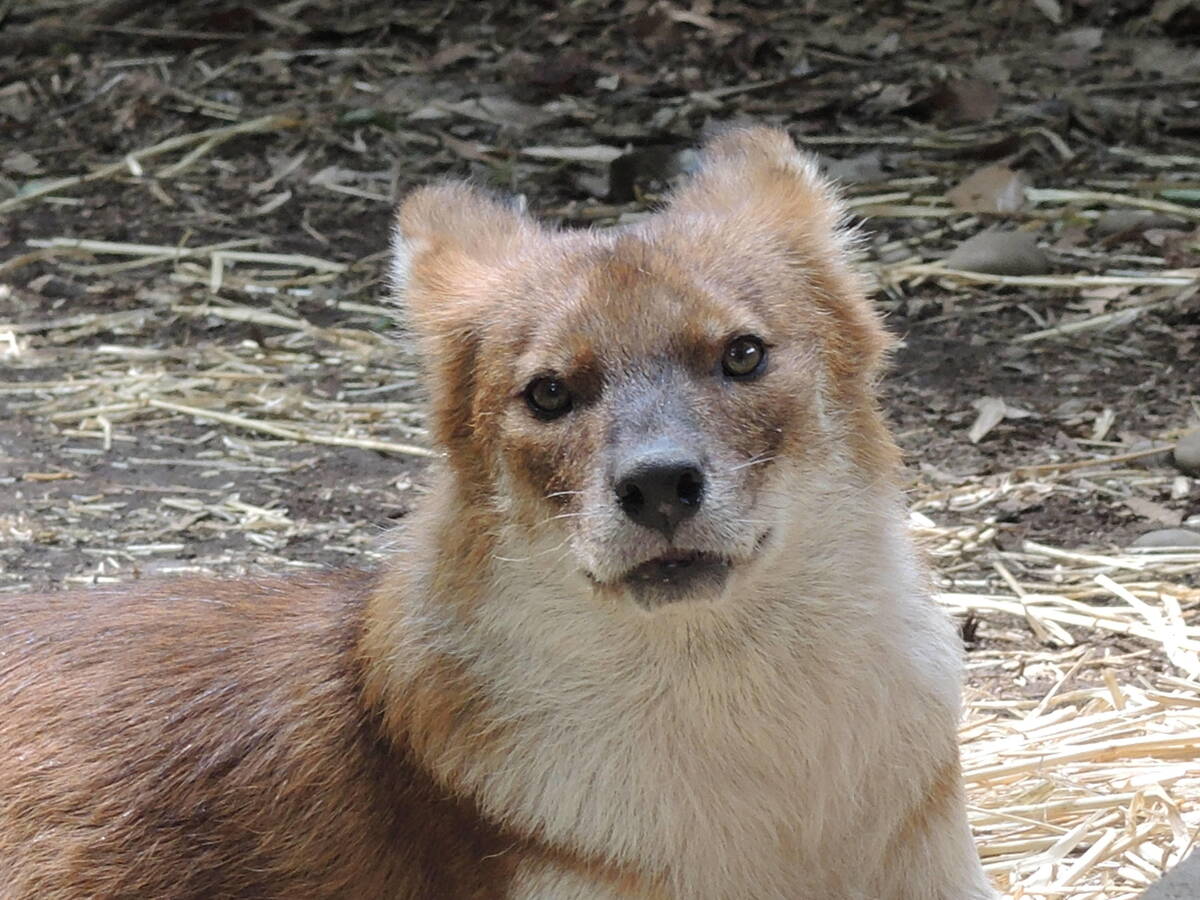 ドール 中央アジアの高地 動物紹介 よこはま動物園ズーラシア公式サイト 公益財団法人 横浜市緑の協会