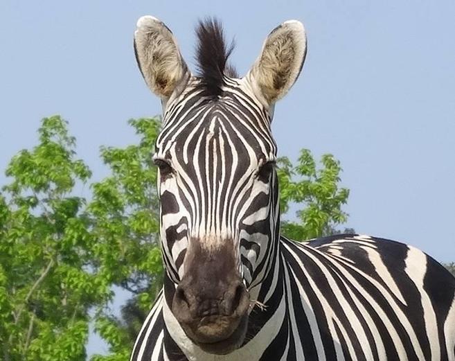 グラントシマウマ アフリカのサバンナ 動物紹介 よこはま動物園ズーラシア公式サイト 公益財団法人 横浜市緑の協会