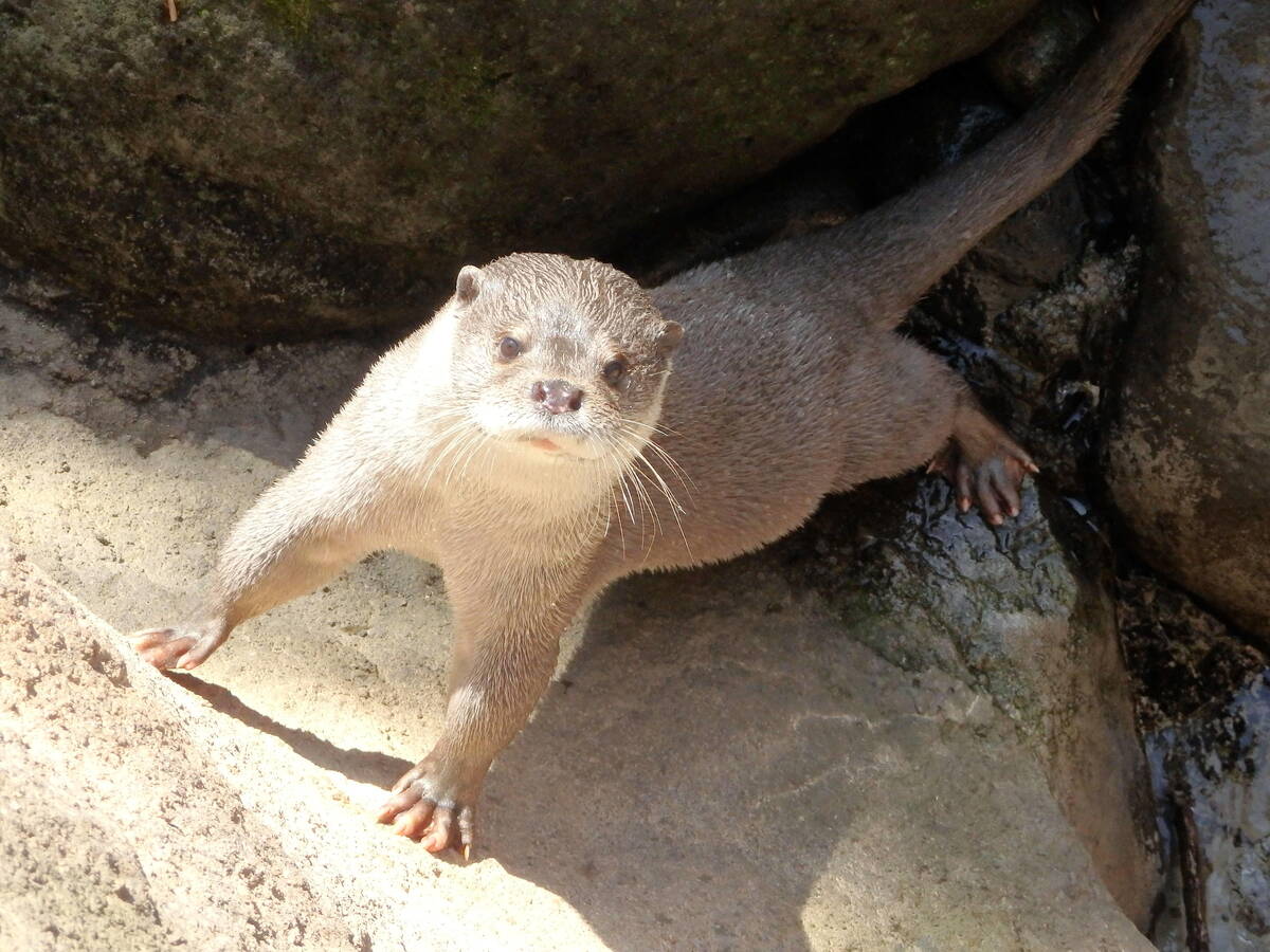 ユーラシアカワウソ 亜寒帯の森 動物紹介 よこはま動物園ズーラシア公式サイト 公益財団法人 横浜市緑の協会