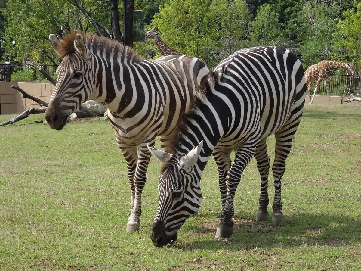 グラントシマウマ アフリカのサバンナ 動物紹介 よこはま動物園ズーラシア公式サイト 公益財団法人 横浜市緑の協会