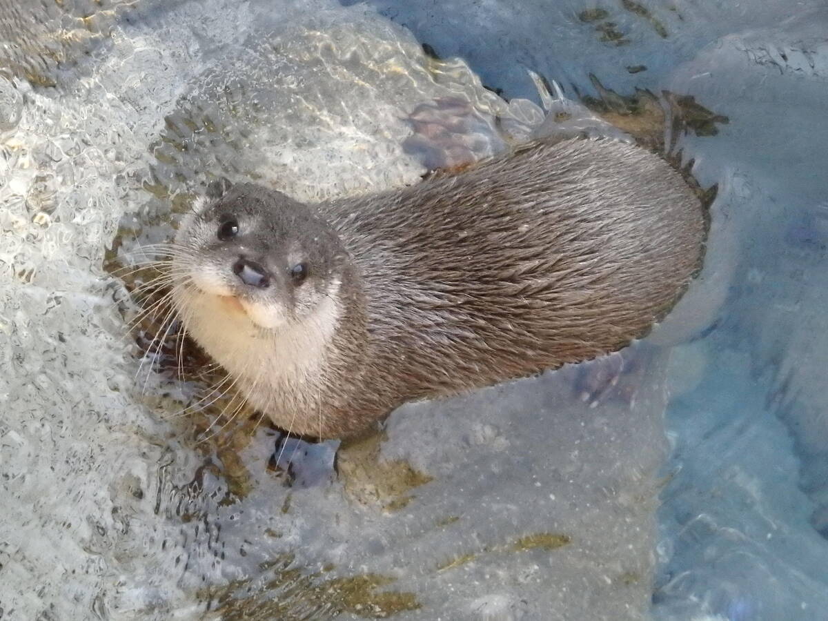 ユーラシアカワウソ 亜寒帯の森 動物紹介 よこはま動物園ズーラシア公式サイト 公益財団法人 横浜市緑の協会