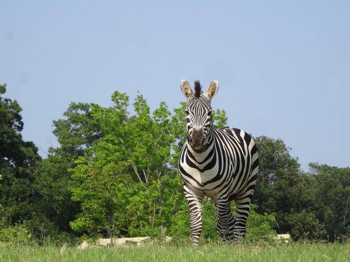 グラントシマウマ アフリカのサバンナ 動物紹介 よこはま動物園ズーラシア公式サイト 公益財団法人 横浜市緑の協会