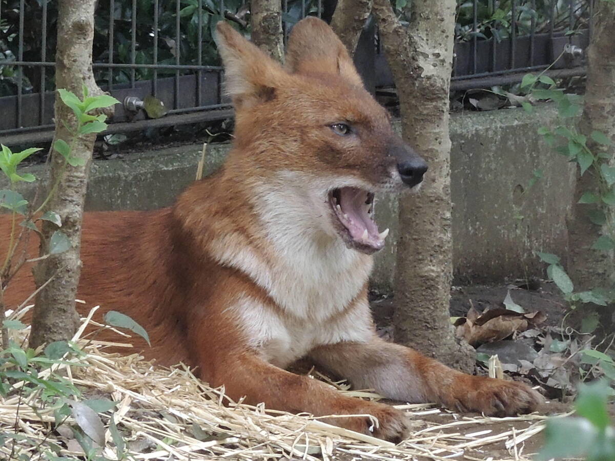 ドール 中央アジアの高地 動物紹介 よこはま動物園ズーラシア公式サイト 公益財団法人 横浜市緑の協会