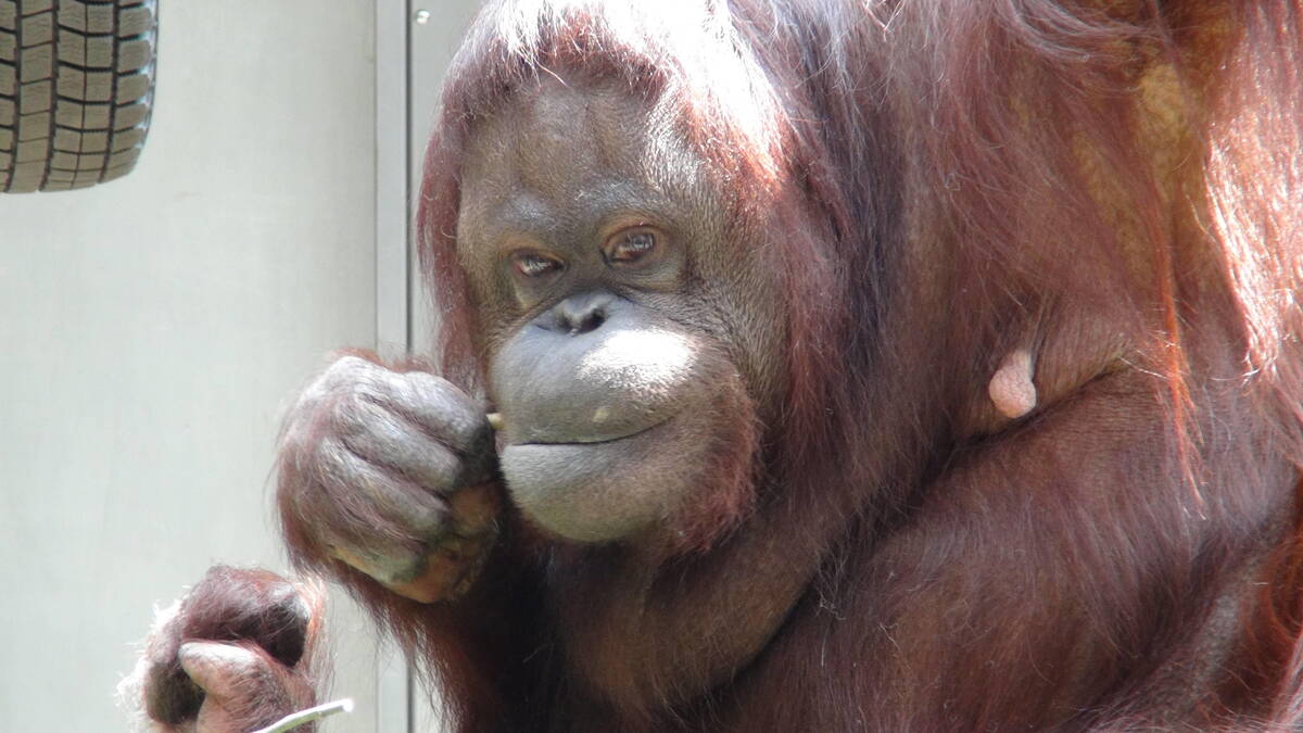 ボルネオオランウータン アジアの熱帯林 動物紹介 よこはま動物園ズーラシア公式サイト 公益財団法人 横浜市緑の協会