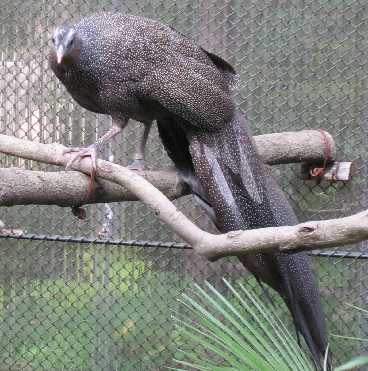 カンムリセイラン アジアの熱帯林 動物紹介 よこはま動物園ズーラシア公式サイト 公益財団法人 横浜市緑の協会