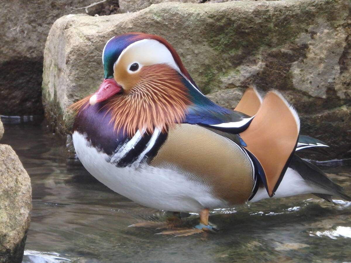 オシドリ 亜寒帯の森 動物紹介 よこはま動物園ズーラシア公式サイト 公益財団法人 横浜市緑の協会