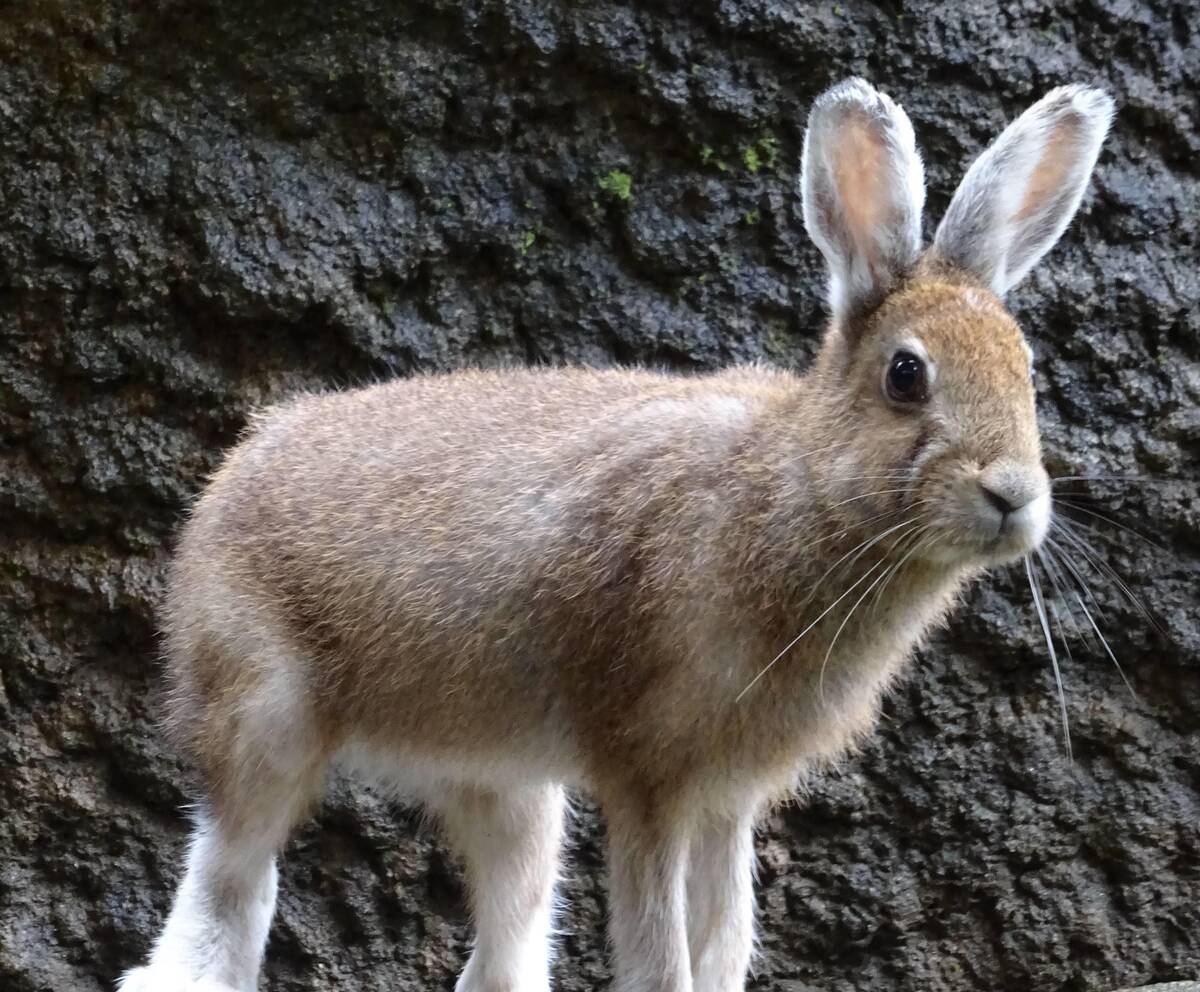 トウホクノウサギ 亜寒帯の森 動物紹介 よこはま動物園ズーラシア公式サイト 公益財団法人 横浜市緑の協会