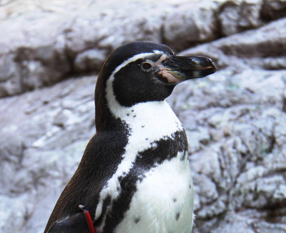 フンボルトペンギン 亜寒帯の森 動物紹介 よこはま動物園ズーラシア公式サイト 公益財団法人 横浜市緑の協会