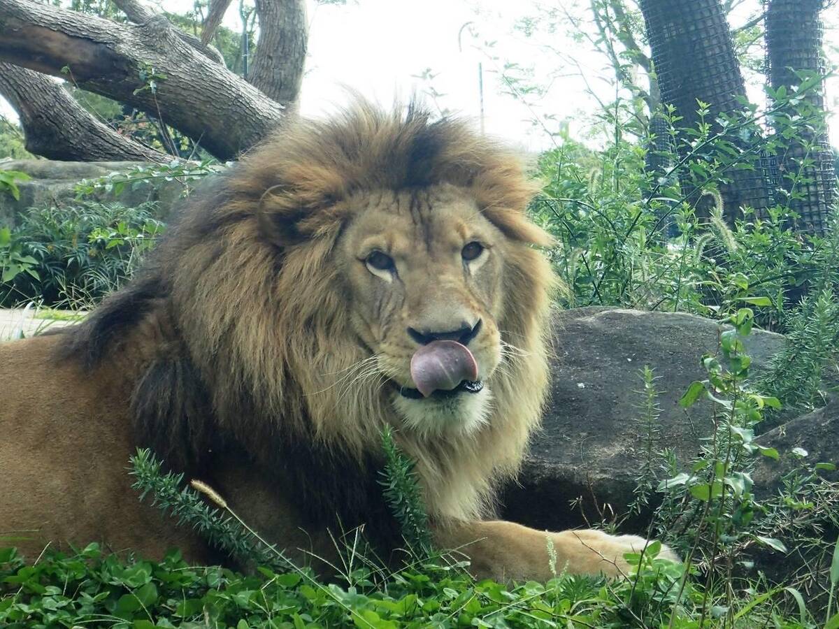 ライオン アフリカのサバンナ 動物紹介 よこはま動物園ズーラシア公式サイト 公益財団法人 横浜市緑の協会