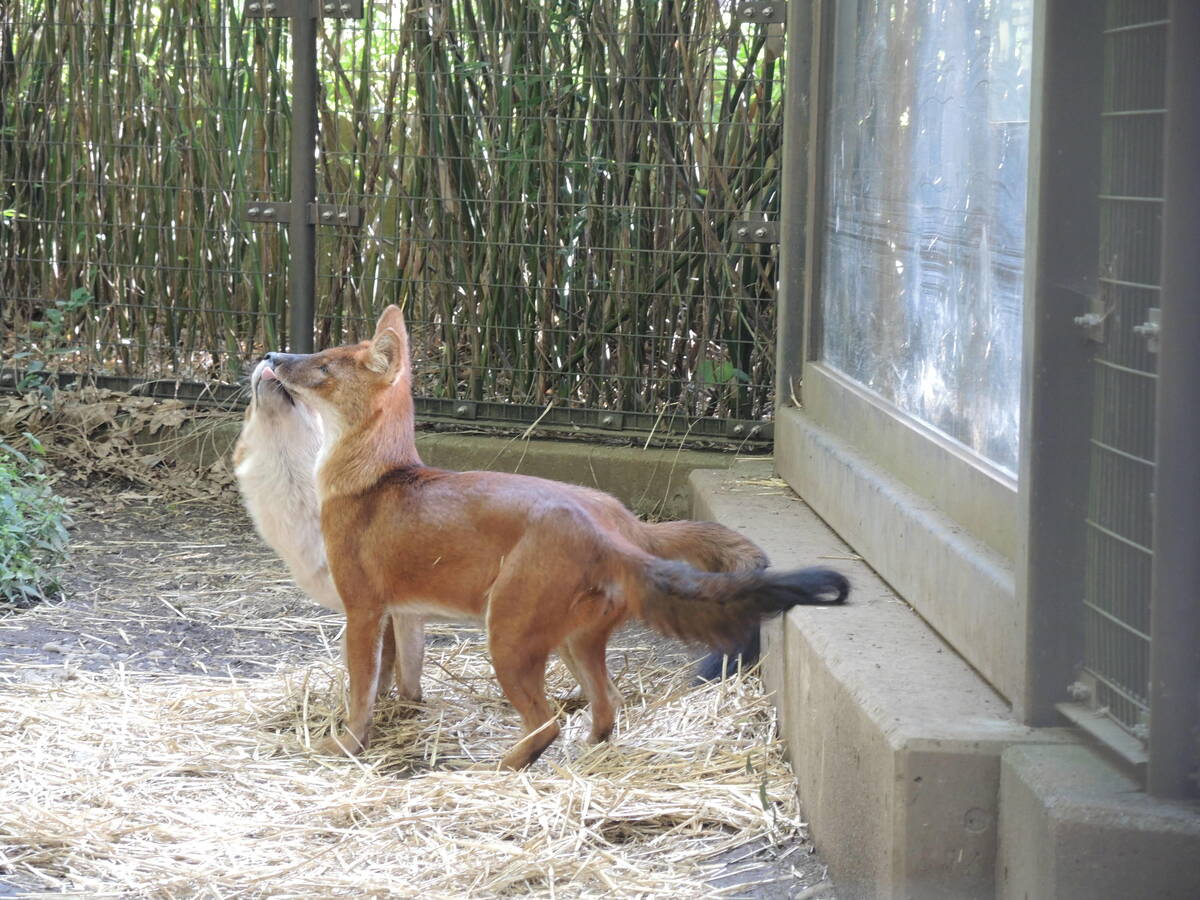 ドール 中央アジアの高地 動物紹介 よこはま動物園ズーラシア公式サイト 公益財団法人 横浜市緑の協会