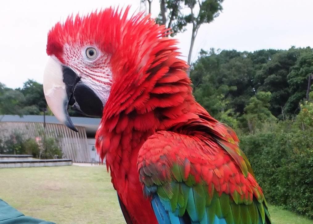 ベニコンゴウインコ アフリカのサバンナ 動物紹介 よこはま動物園ズーラシア公式サイト 公益財団法人 横浜市緑の協会