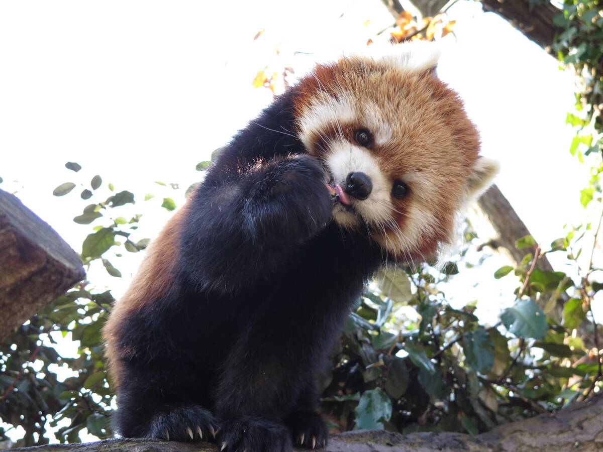 レッサーパンダ 亜寒帯の森 動物紹介 よこはま動物園ズーラシア公式サイト 公益財団法人 横浜市緑の協会