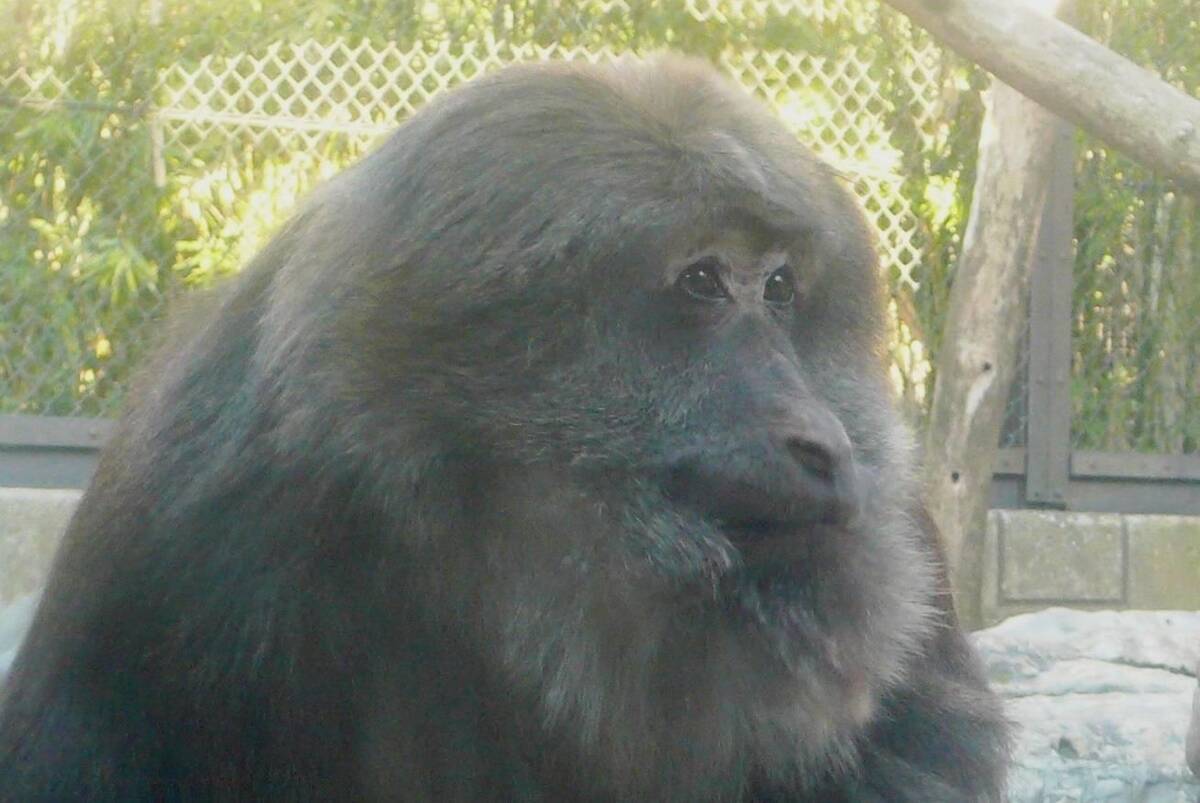 チベットモンキー 中央アジアの高地 動物紹介 よこはま動物園ズーラシア公式サイト 公益財団法人 横浜市緑の協会