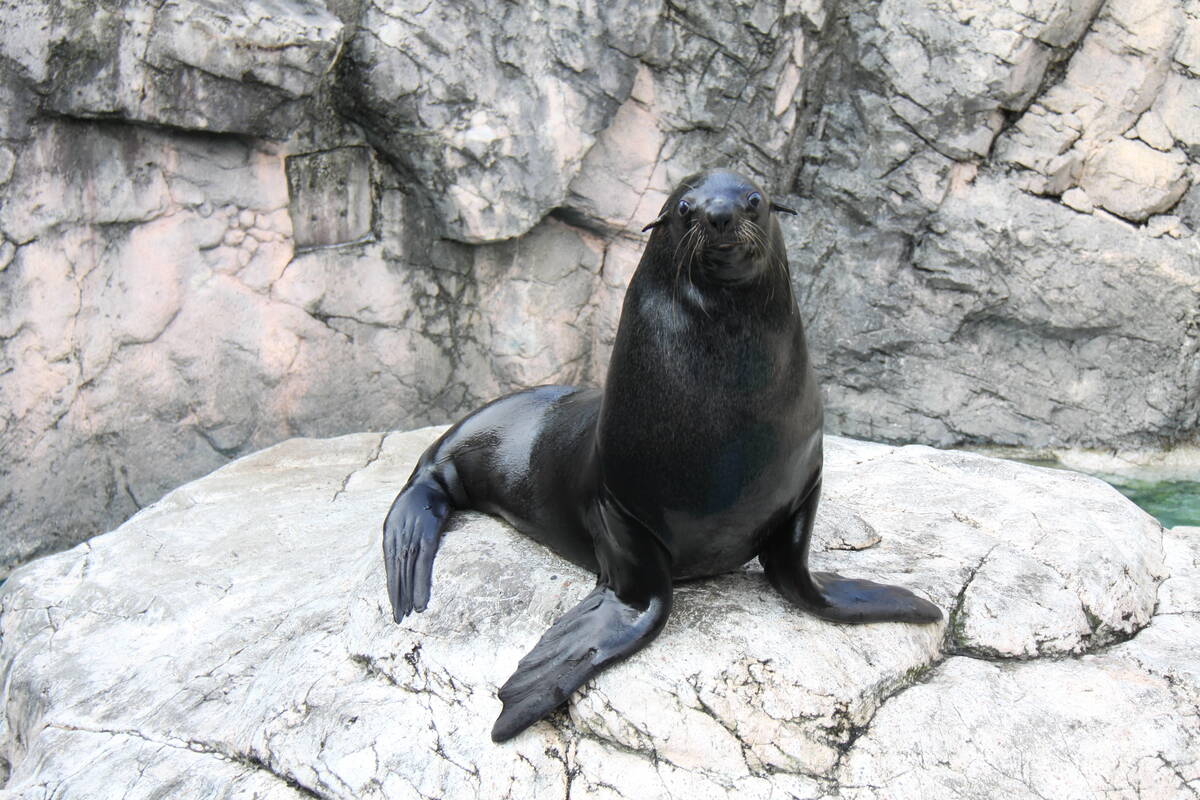 ミナミアフリカオットセイ 亜寒帯の森 動物紹介 よこはま動物園ズーラシア公式サイト 公益財団法人 横浜市緑の協会