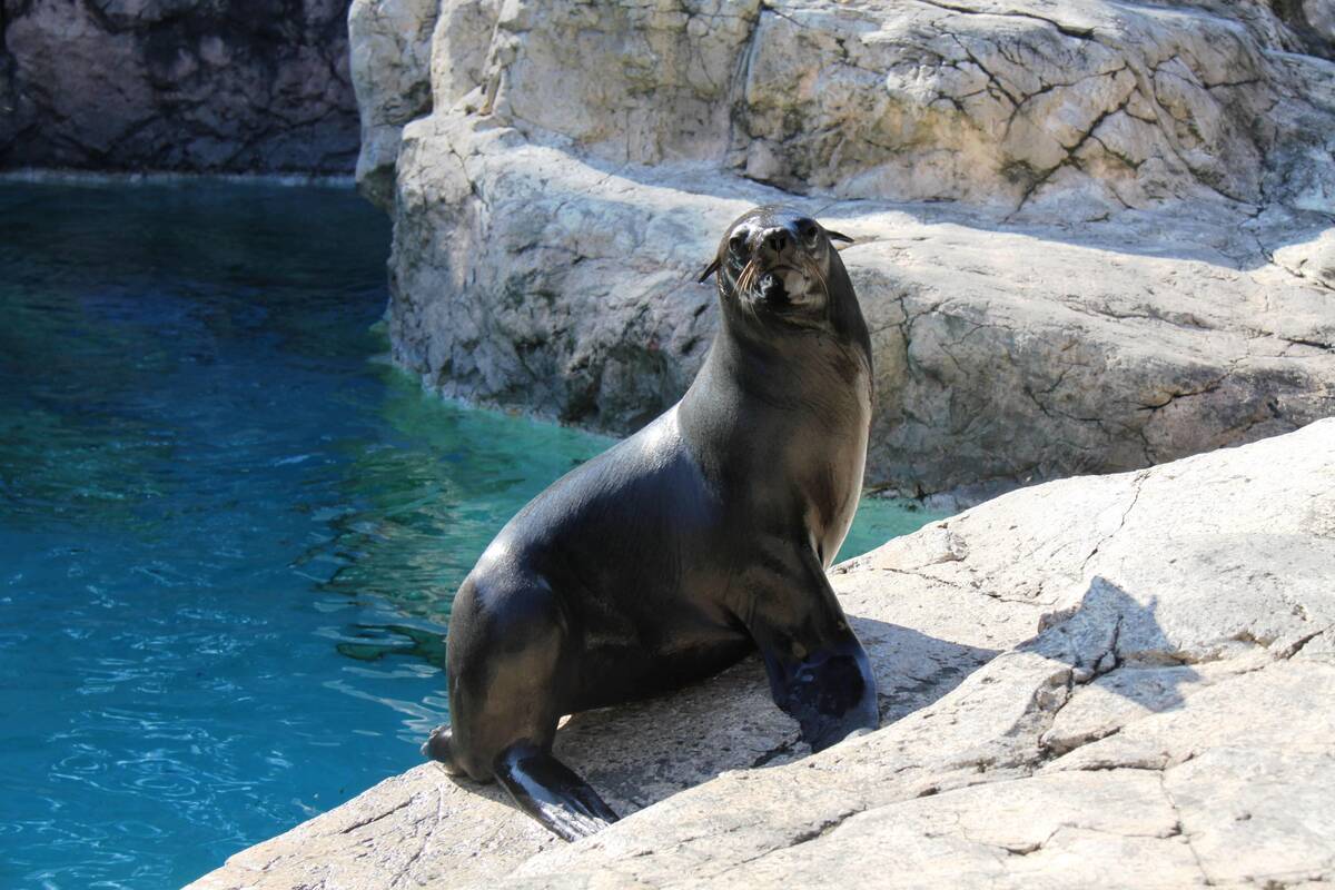 ミナミアフリカオットセイ 亜寒帯の森 動物紹介 よこはま動物園ズーラシア公式サイト 公益財団法人 横浜市緑の協会