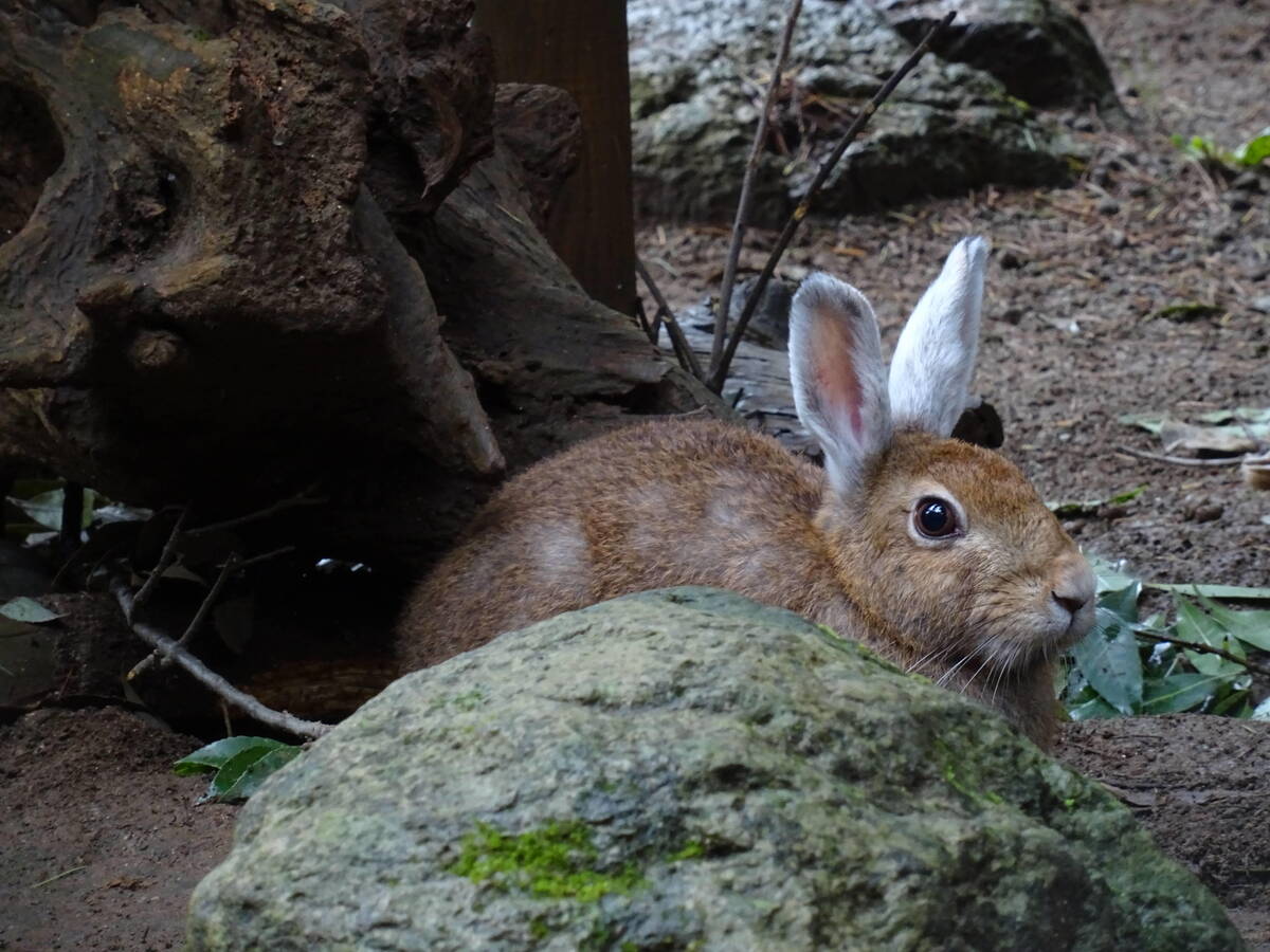 トウホクノウサギ 亜寒帯の森 動物紹介 よこはま動物園ズーラシア公式サイト 公益財団法人 横浜市緑の協会