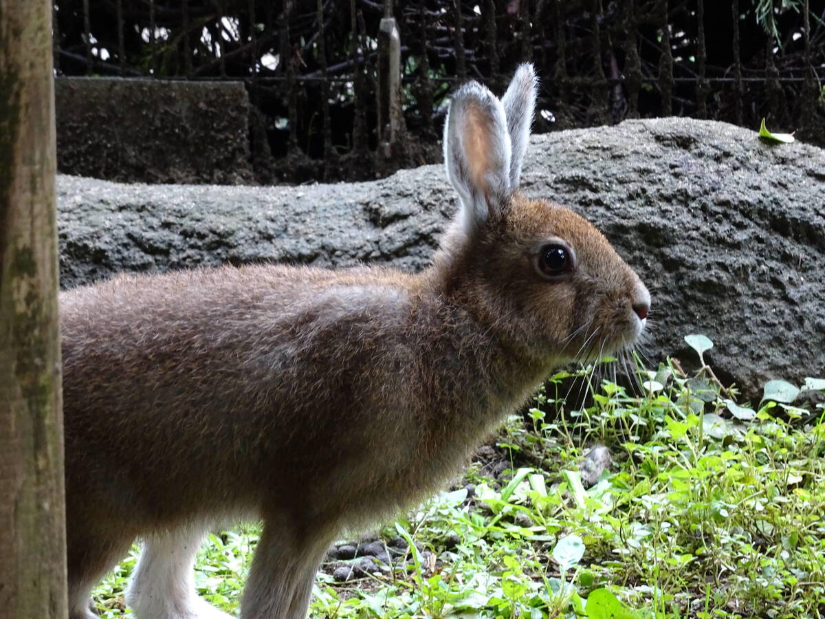 トウホクノウサギ 亜寒帯の森 動物紹介 よこはま動物園ズーラシア公式サイト 公益財団法人 横浜市緑の協会