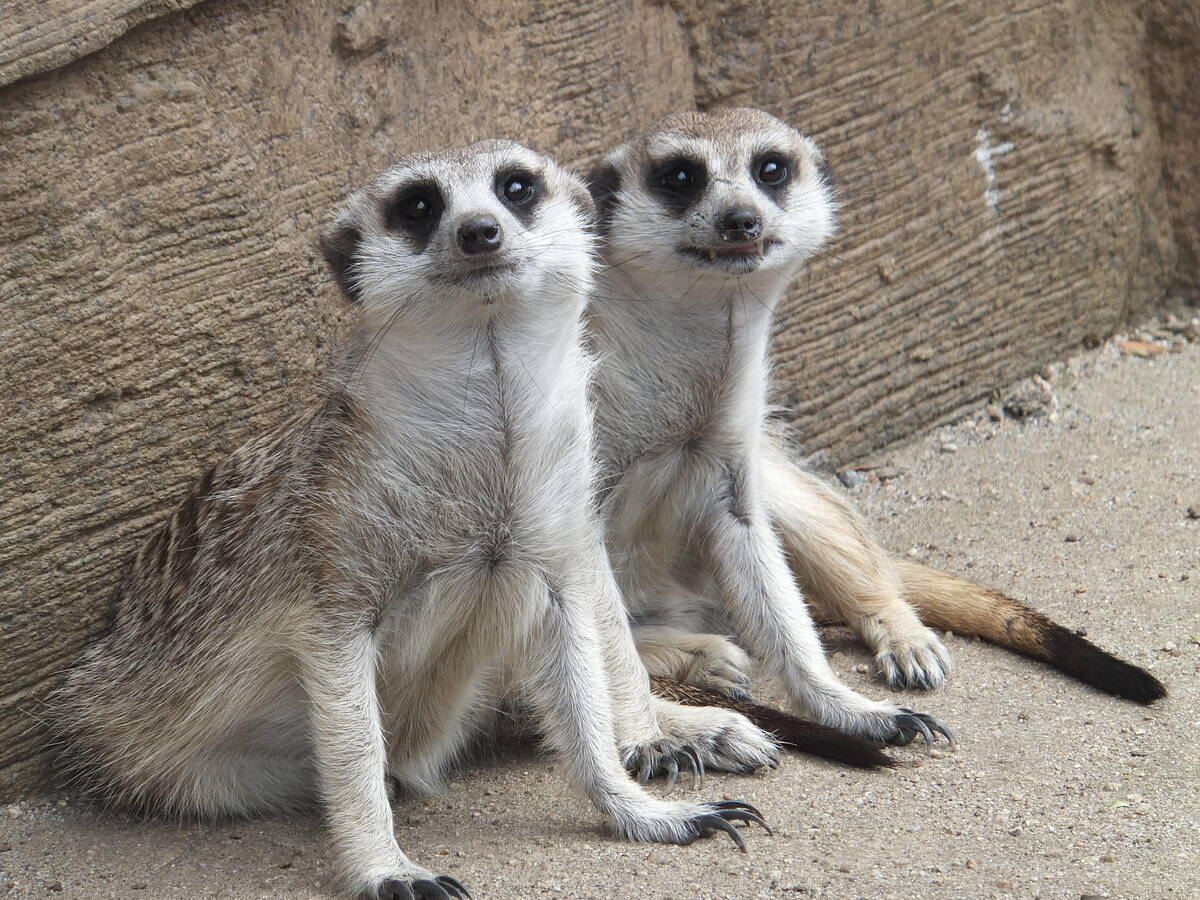 ミーアキャット アフリカのサバンナ 動物紹介 よこはま動物園ズーラシア公式サイト 公益財団法人 横浜市緑の協会