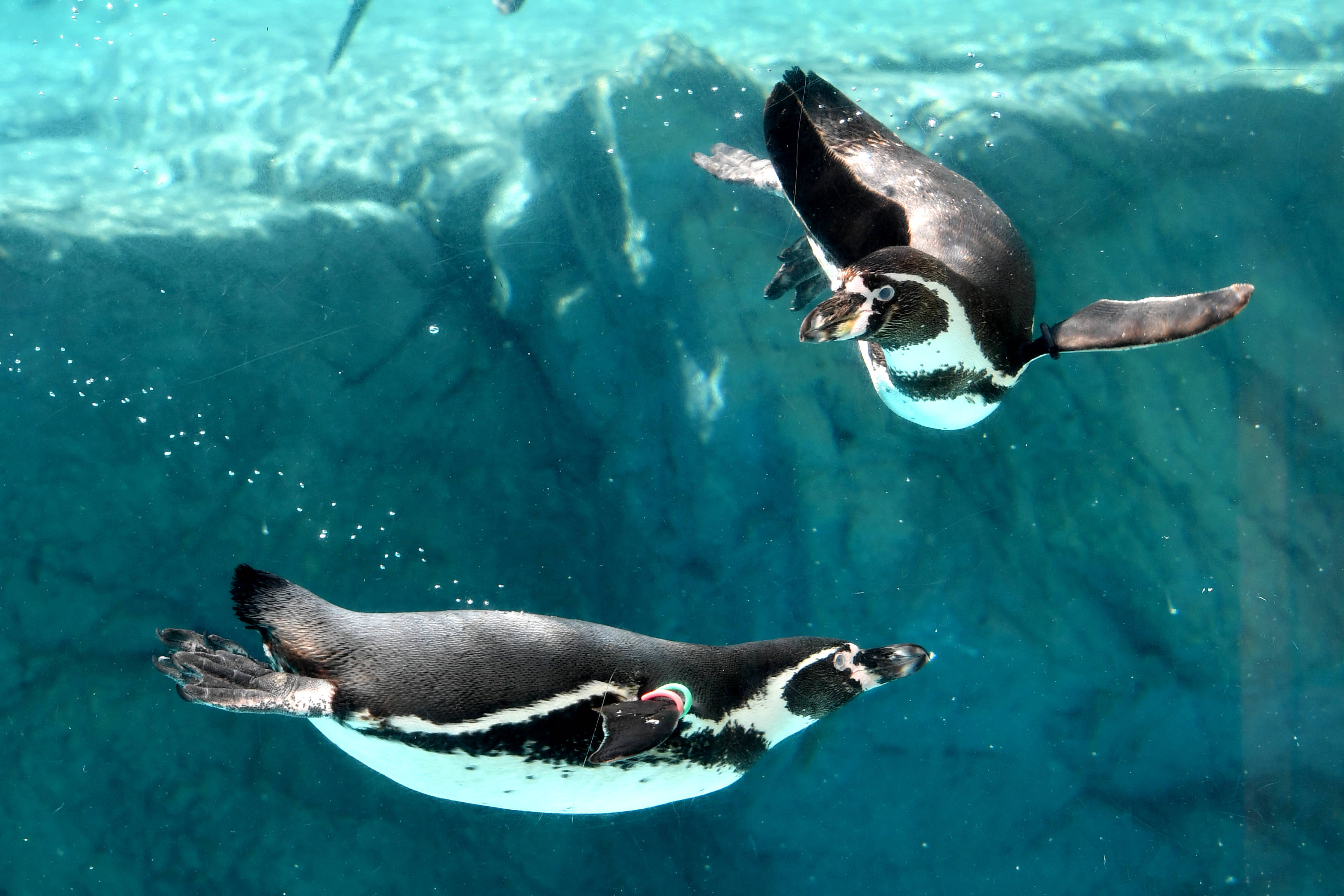 フンボルトペンギン 亜寒帯の森 動物紹介 よこはま動物園ズーラシア公式サイト 公益財団法人 横浜市緑の協会