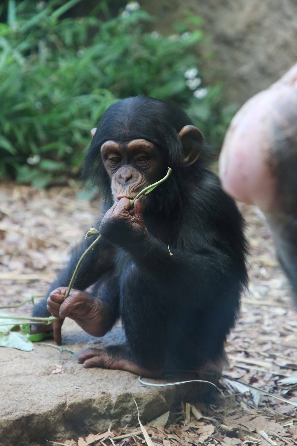 チンパンジー アフリカの熱帯雨林 動物紹介 よこはま動物園ズーラシア公式サイト 公益財団法人 横浜市緑の協会