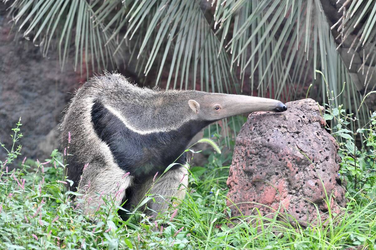 オオアリクイ アマゾンの密林 動物紹介 よこはま動物園ズーラシア公式サイト 公益財団法人 横浜市緑の協会