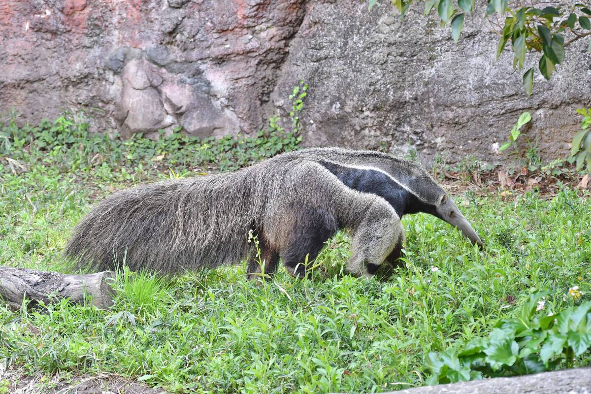 オオアリクイ アマゾンの密林 動物紹介 よこはま動物園ズーラシア公式サイト 公益財団法人 横浜市緑の協会