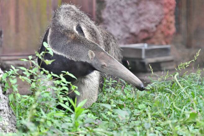 オオアリクイ アマゾンの密林 動物紹介 よこはま動物園ズーラシア公式サイト 公益財団法人 横浜市緑の協会