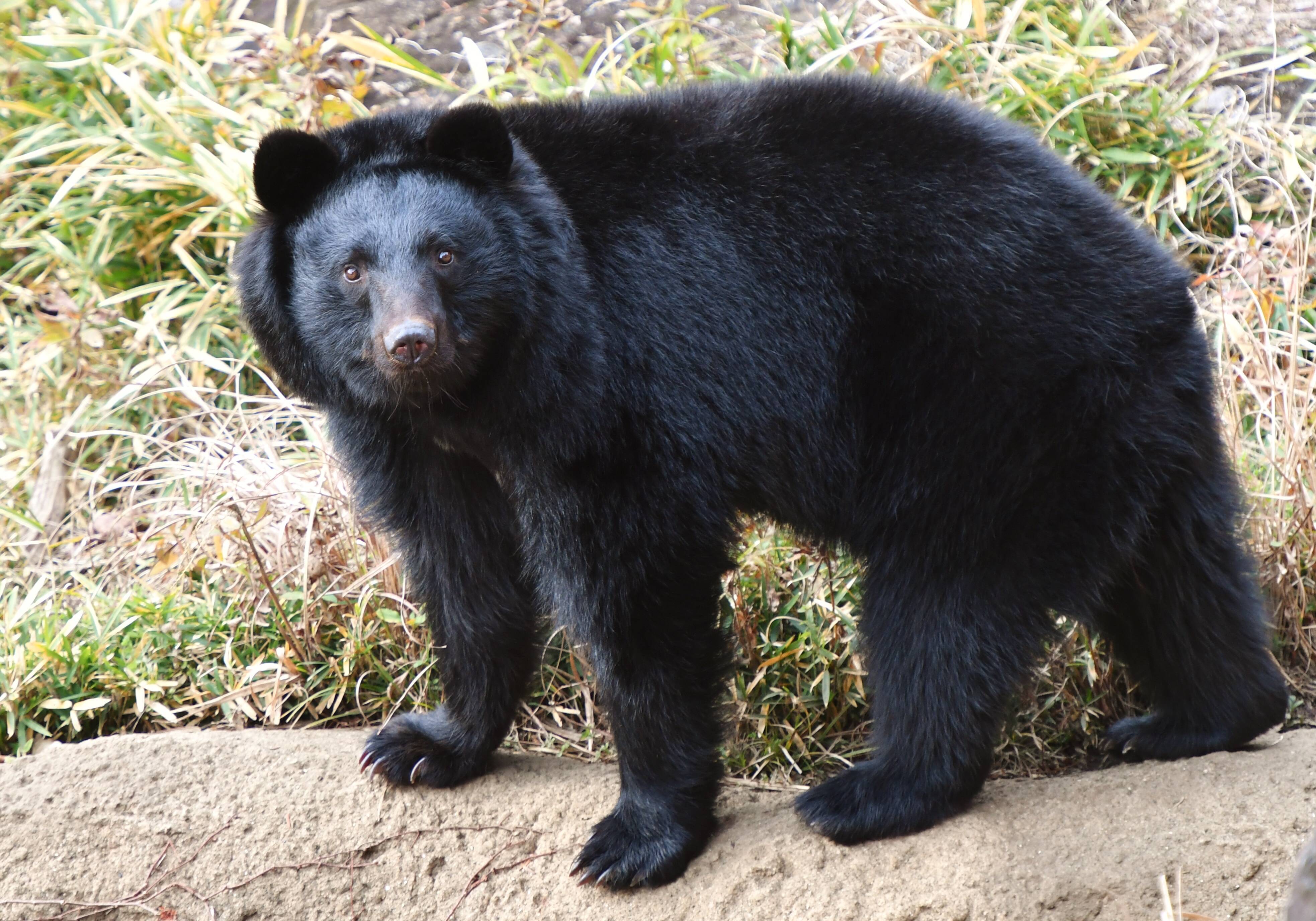 ニホンツキノワグマ 日本の山里 動物紹介 よこはま動物園ズーラシア公式サイト 公益財団法人 横浜市緑の協会