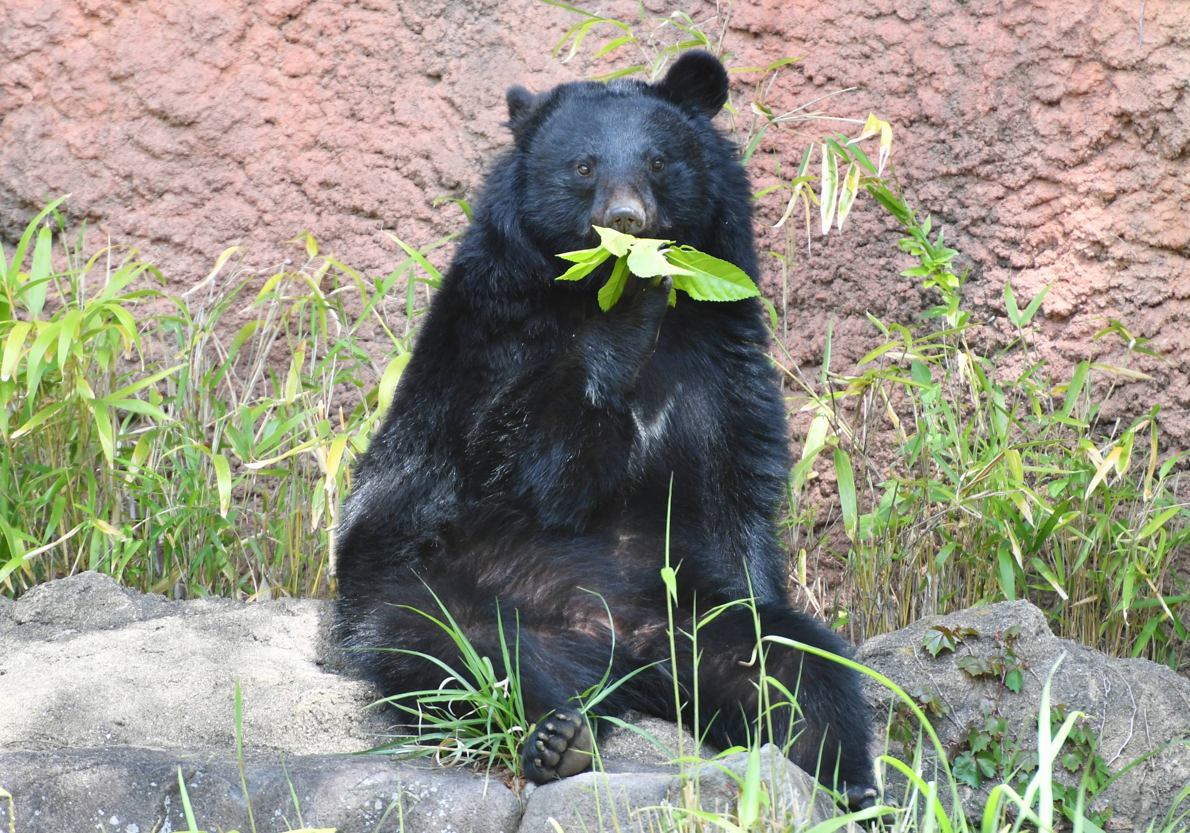 ニホンツキノワグマ 日本の山里 動物紹介 よこはま動物園ズーラシア公式サイト 公益財団法人 横浜市緑の協会