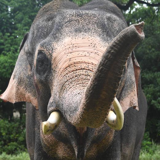 インドゾウ