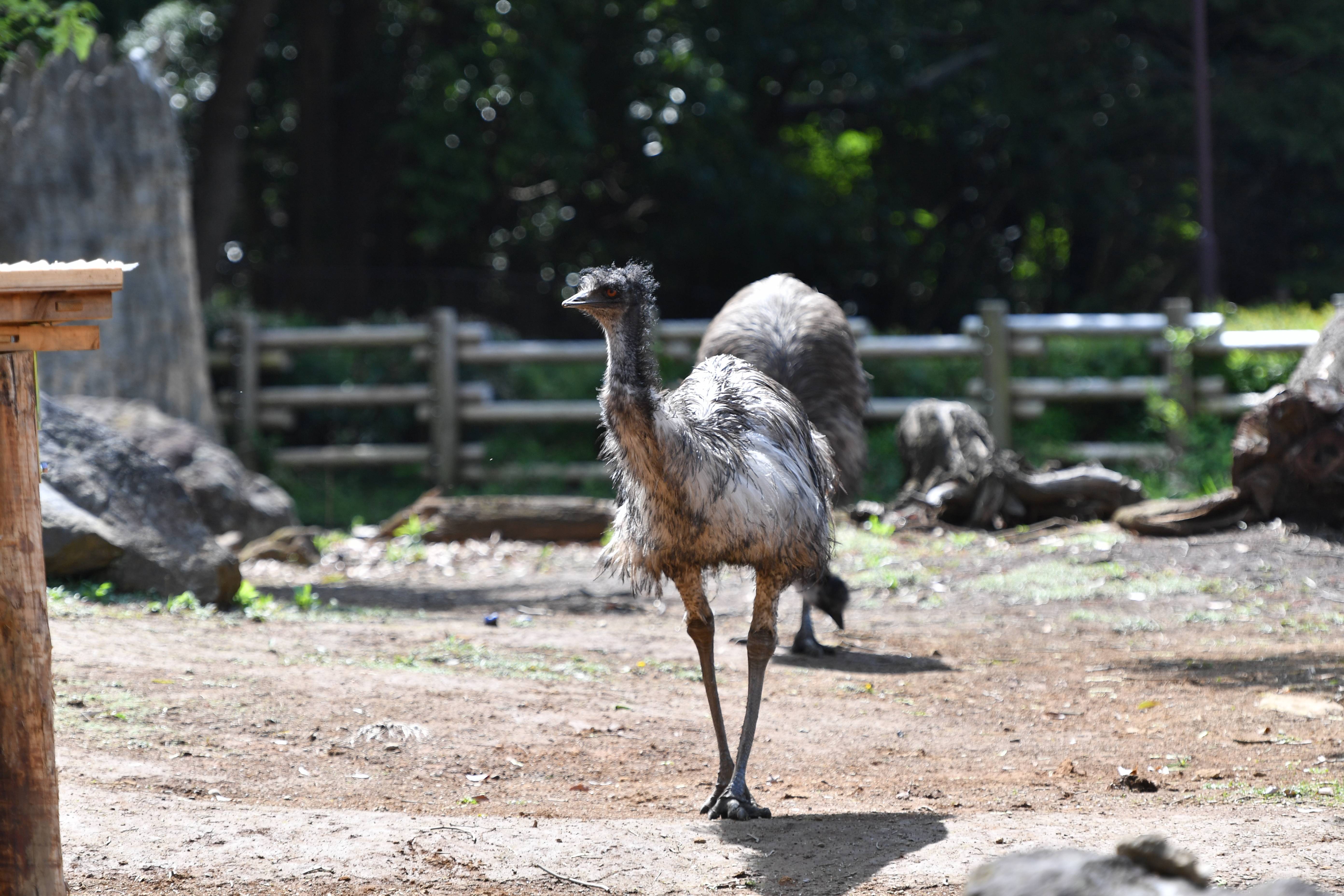 エミュー オセアニアの草原 動物紹介 よこはま動物園ズーラシア公式サイト 公益財団法人 横浜市緑の協会