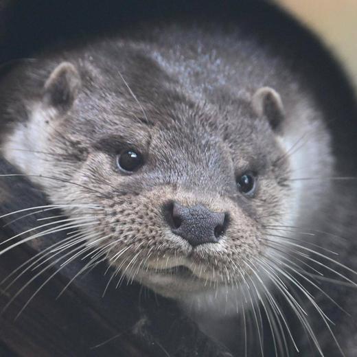 ユーラシアカワウソ