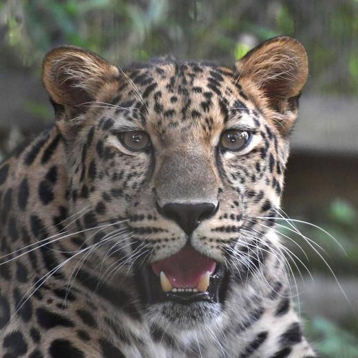 アムールヒョウ