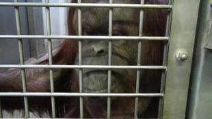 オランウータンにグリーンスムージーをあげてみました(バレンタイン編)