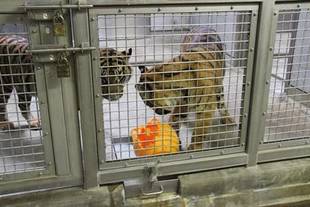 新しいフロート(ブイ)