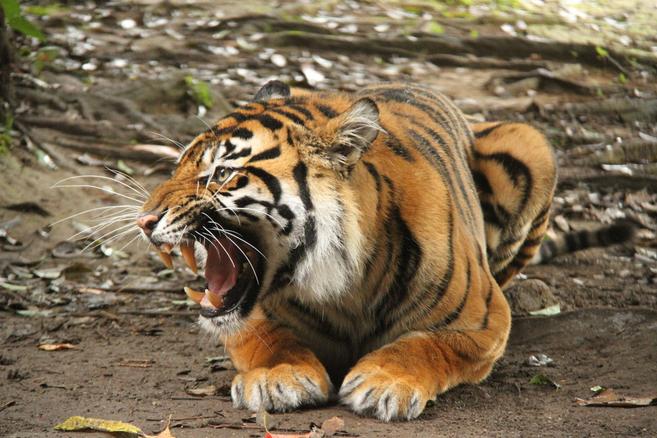 カリの馴致報告-5の写真