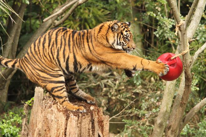 今日は「世界トラの日」です!の写真