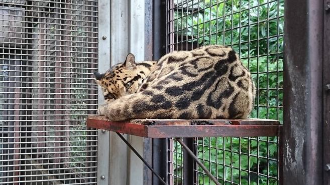 コーラルの出勤風景の写真