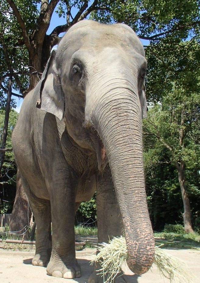 チャメリーが金沢動物園へ移り住みますの写真