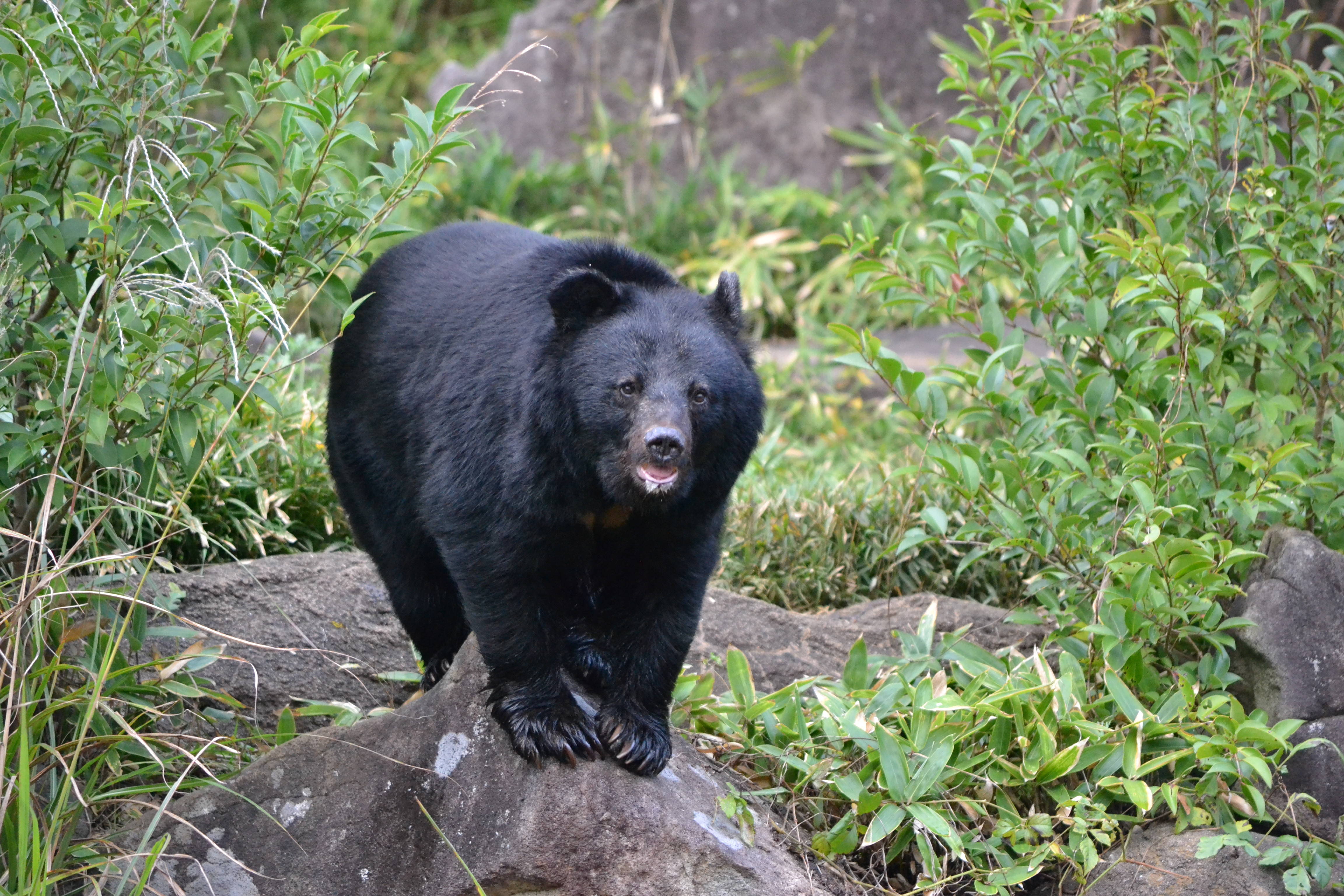 ズーラシアのご長寿クマ ブログ よこはま動物園ズーラシア公式サイト 公益財団法人 横浜市緑の協会