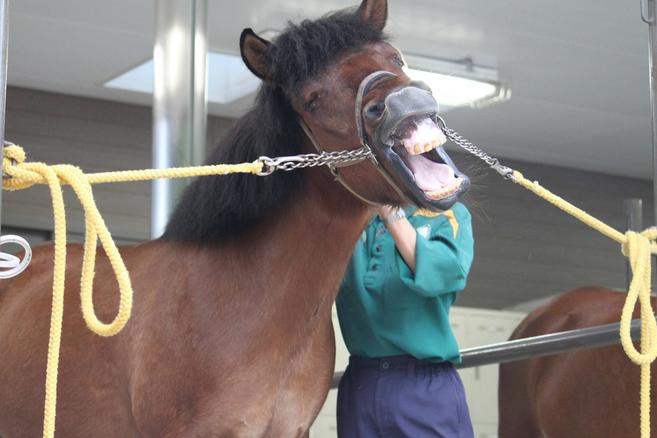 大きなあくび!!の写真