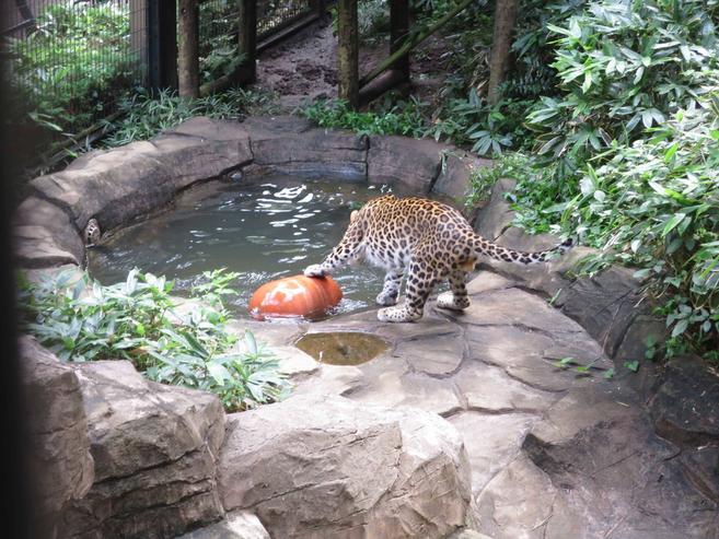 ある日のダッシュ&お誕生日会のお知らせの写真