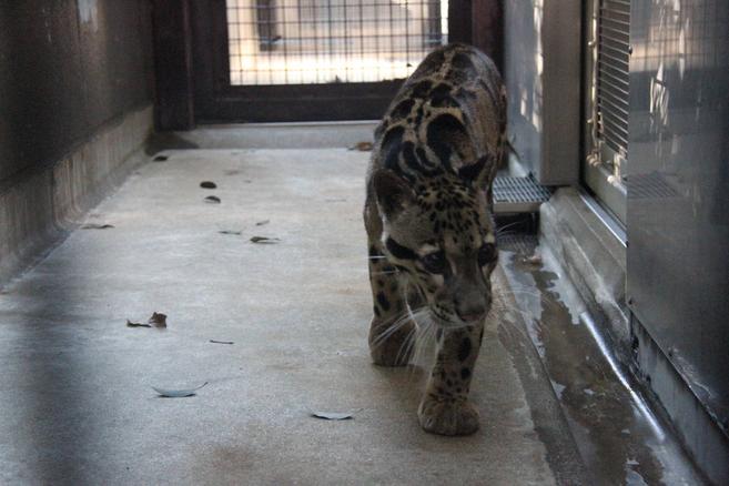 新しいウンピョウの写真